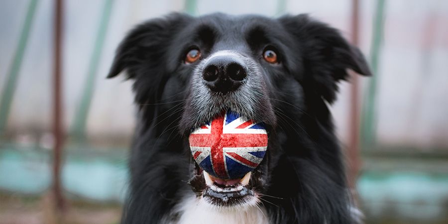 Brexit gedoe schept veel onzekerheid  voor webshops